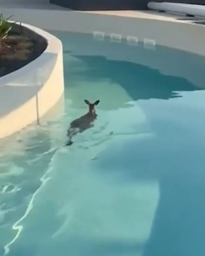 El canguro se hizo famoso en las redes sociales, provocando que medios internacionales entrevisten a las autoridades del parque