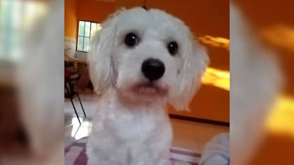 El caniche de tres años de edad lleva 16 días dentro de su jaula y no ha sido devuelto a su dueña todavía.