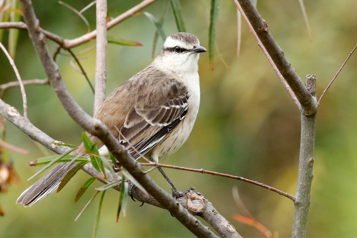 Qué significa que la Calandria cante cerca de tu casa o jardín - LA NACION