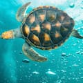 El fósil de una tortuga marina de 150 millones de años descubierta en Colombia que cambia lo que sabíamos del mar