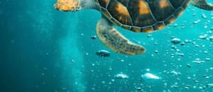 El fósil de una tortuga marina de 150 millones de años descubierta en Colombia que cambia lo que sabíamos del mar