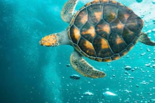 El fósil de una tortuga marina de 150 millones de años descubierta en Colombia que cambia lo que sabíamos del mar