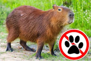 El capibara está prohibido en California