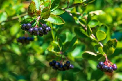 El capulín es una fruta típica de México (Foto Pexels)