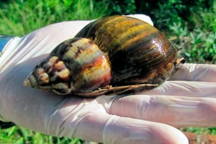 El caracol africano podría transmitir parásitos perjudiciales para la salud de las personas