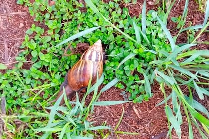 El caracol gigante africano puede llegar a producir graves daños en ecosistemas y cultivos tropicales