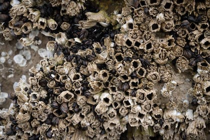 El Caracolero regala formas increíbles.