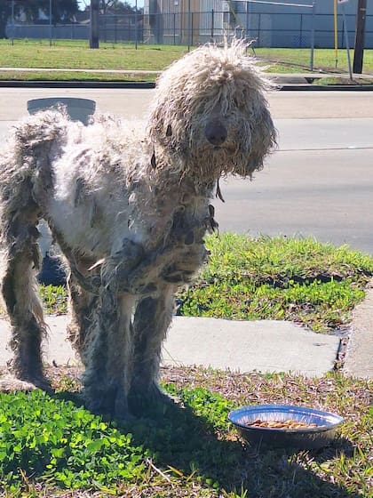 El carácter amable de la perra facilitó su rescate.