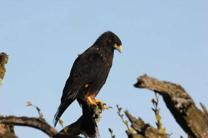 El carancho austral reina en al Isla de los Estados