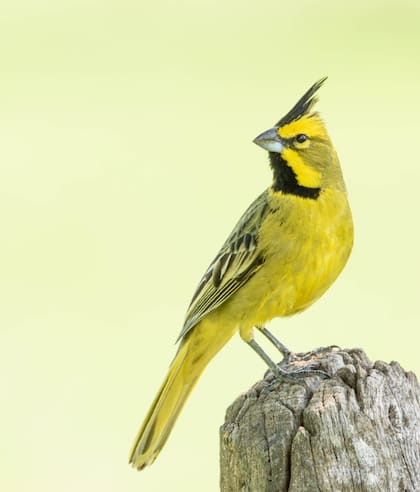 El cardenal amarillo es perseguido por su coloración y su canta (Foto: X)