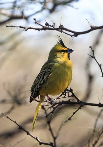El cardenal amarillo se encuentra en peligro de extinción y las tareas de reinserción ex situ son fundamentales para preservarlo