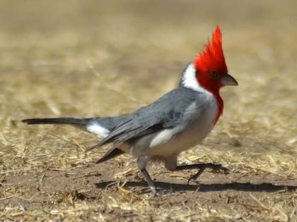 El cardenal rojo representa a las personas que se fueron