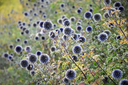 El Cardo azul (Echinops ritro), con su distintiva inflorescencia en forma de esfera, es una opción perfecta para agregar un toque estructural a los canteros