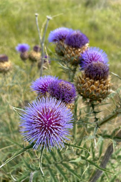 El cardo de Castilla, recientemente estudiado en investigaciones para la elaboración de biocombustibles.