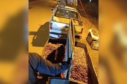 El cargamento ilegal iba en dos camionetas (Foto: X)