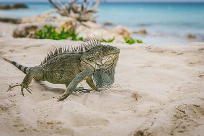 El Caribe sigue encumbrando tesoros repletos de naturaleza.