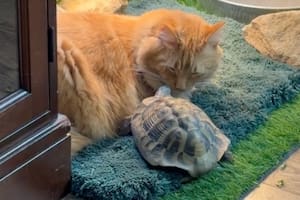 Una tortuga se encontró con un gato naranja y ahora piensa que es su madre