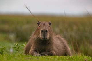 El análisis de una bióloga sobre carpinchos de Nordelta: ¿cuál es la solución?