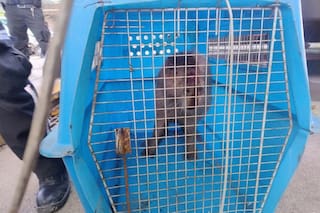 Rescataron a un carpincho que estaba atrapado en un sumidero