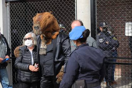 El carpincho que vota