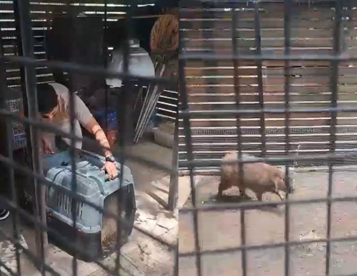Encontraram uma capivara em frente ao Aeroparque Encontraram uma capivara em frente ao Aeroparque