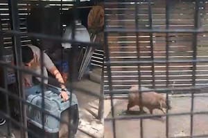 Encontraron un carpincho frente a Aeroparque