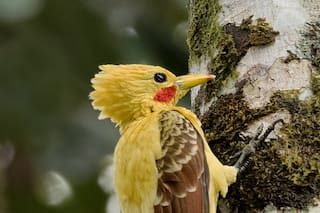 Este pájaro es el doble menos inesperado de Pikachu, el Pokémon más famoso