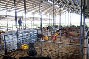 El carro balanza que permite tomar el peso con mínimos movimientos del ganado