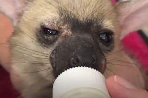 El caso de Maple enterneció a todos en las redes sociales (Captura: The Dodo)