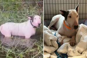 El caso de Trooper llenó de indignación a toda la población, ya que el animal había sido obligado a pasar el temporal atado a una reja