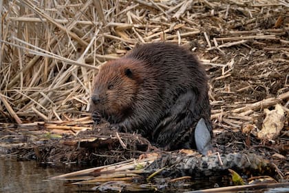 El castor es considerado un recurso renovable, y su exuberante piel atrajo a los primeros tramperos y voyageurs a Minnesota. (canva)