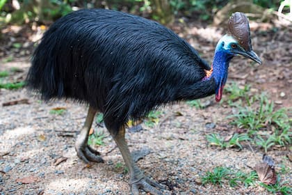El casuario es un ave sin vuelo considerada por algunos como "el pájaro más peligroso del mundo"
