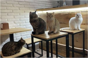 El "cat café" de la ciudad de Lviv, Ucrania. Foto: Serhii Oliinyk