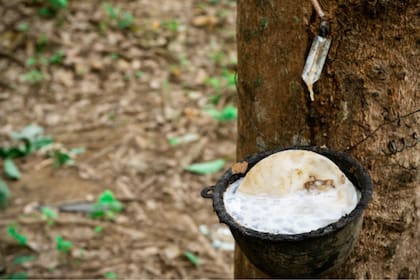 El caucho natural se obtiene retirando cuidadosamente la corteza del árbol y recogiendo la savia blanca