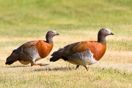 El Cauquén Real, una entre tantas especies afectada por el visón americano