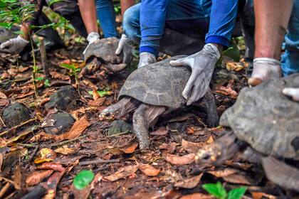 Muchos de animales luego son liberados en los espacios adecuados para que continúen si vida en libertad