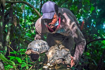 Dos tortugas de patas rojas son liberadas en una reserva de Mutata, Colombia