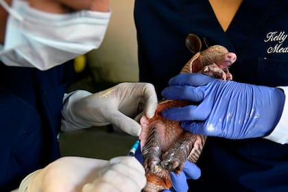 Un armadillo que fue encontrado herido es curado por los veterinarios del CAV