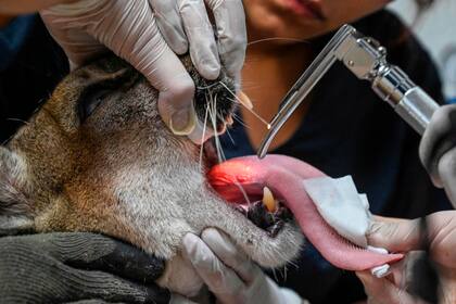 Un puma que ya no puede vivir en estado salvaje, recibe un control médico de rutina