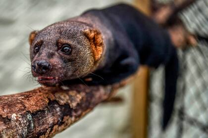 Los hurones son muy requeridos como mascotas en todo el mundo