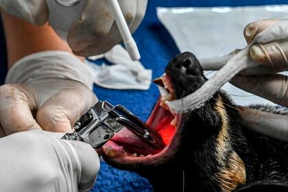 Durante los controles a los animales se les extrae sangre, se toman radiografías y se examina su dentadura, sobre todo para evitar posibles infecciones