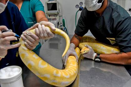 Los veterinarios toman una muestra de sangre de una boa constrictora durante un procedimiento médico en el zoológico de Santa Fe en Medellín