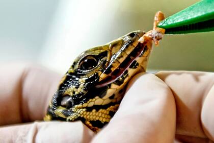 Los veterinarios alimentan a un lagarto tegu dorado