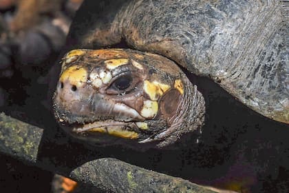 Luego de ser rescatados lo animales son controlados, vacunados y fichados para poder hacer un seguimiento de su estado en el futuro