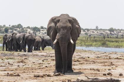 El cazador habría sido asesinado por un elefante, acorde a lo informado por las autoridades del Parque Nacional