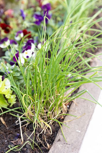 El cebollín tolera bien las bajas temperaturas y suma un sabor fresco y delicado a las comidas