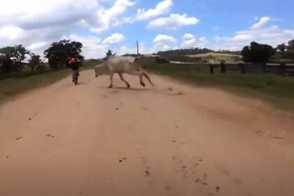 El cebú intentó atacar al ciclista