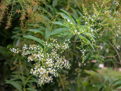 El cedrón despliega un perfume cítrico inconfundible y es reconocido por su efecto relajante sobre el sistema digestivo