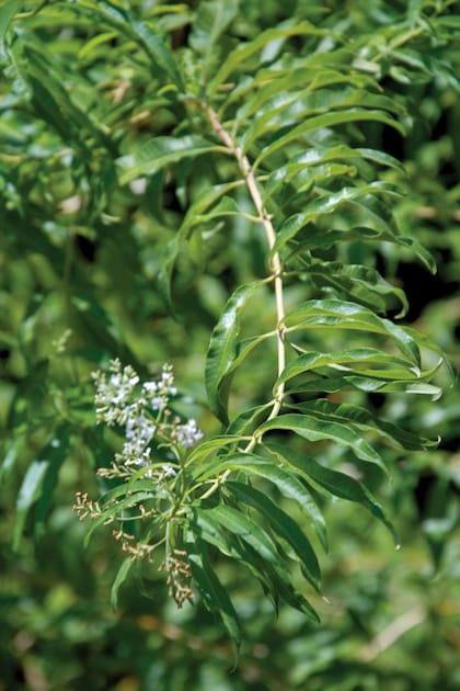 El cedrón es ideal para infusiones nocturnas porque tiene un leve efecto sedante