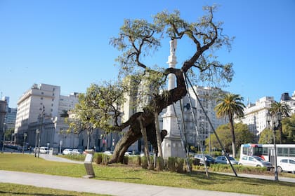 El Ceibo de Jujuy en la Plaza Lavalle, ciudad de Buenos Aires